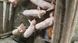 Purcei de vanzare - imagine 2 Purcei de vanzare - imagine 2