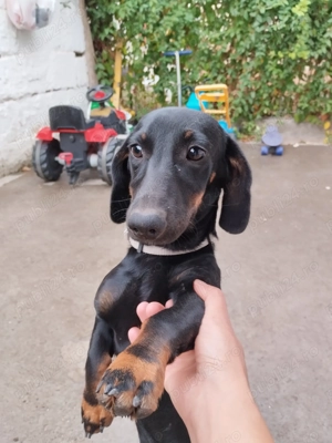 Catelusa Teckel Vârstă 5 luni cu Vaccinurile la zi 