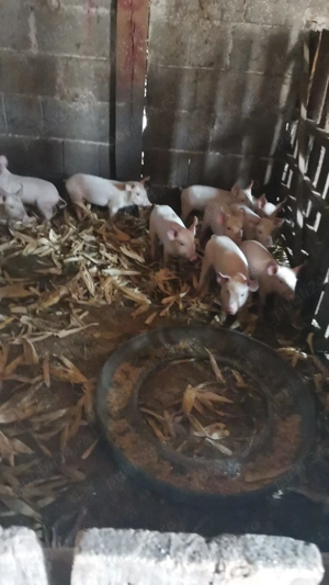 Vând purcei de 9 si 12 săptămâni  - imagine 2