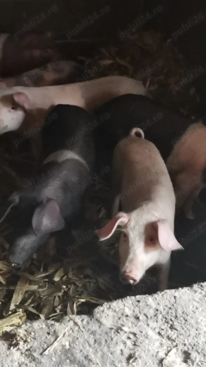 Vând purcei de 9 si 12 săptămâni 