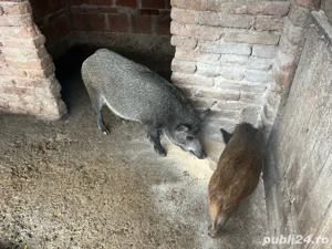 Disponibil mistreti - imagine 3 Disponibil mistreti - imagine 3