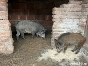 Disponibil mistreti - imagine 2 Disponibil mistreti - imagine 2