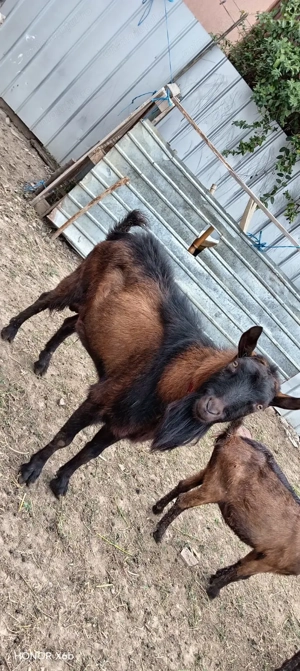 Tap alpin de vanzare