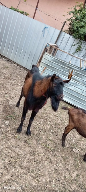 Tap alpin de vanzare - imagine 2 Tap alpin de vanzare - imagine 2