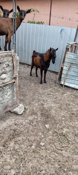 Tap alpin de vanzare - imagine 3 Tap alpin de vanzare - imagine 3