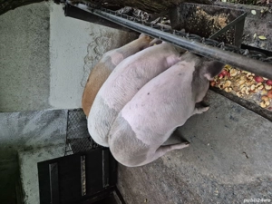 Vând porci crescuți natural