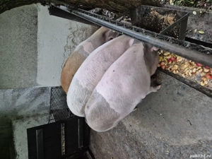 Vând porci crescuți natural - imagine 2