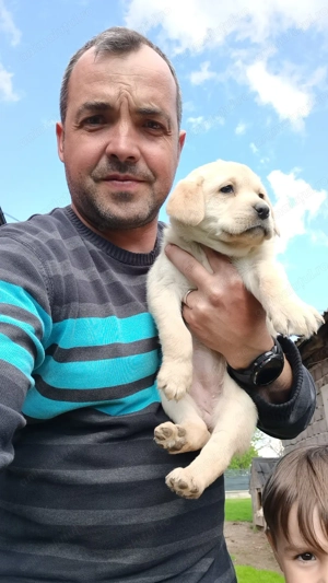 Labrador retriver  - imagine 2