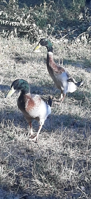 Vand schimb ratoi alergatori indieni - imagine 3