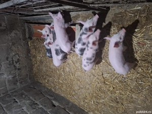 Purcei de vânzare  - imagine 5