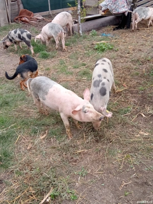 Vand purcei 12 săptămâni  - imagine 2