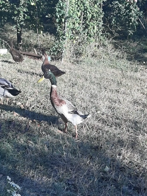 Vand schimb ratoi alergatori indieni - imagine 4