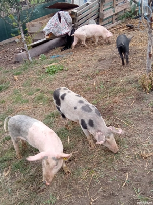 Vand purcei 12 săptămâni 