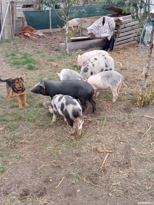 Vand purcei 12 săptămâni  - imagine 3