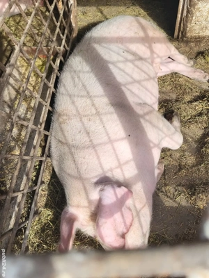 Vand porci - imagine 3