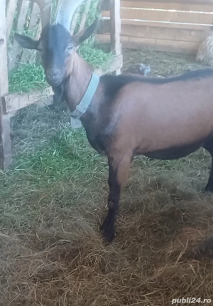 Vând țap alpin francez și o capră !  