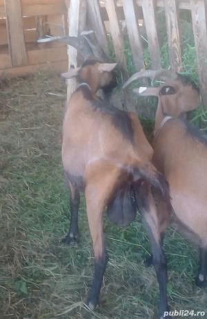 Vând țap alpin francez și o capră !   - imagine 2