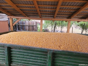 porumb de vanzare - imagine 2