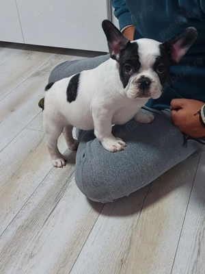 Pui bulldog francez  - imagine 2 Pui bulldog francez  - imagine 2