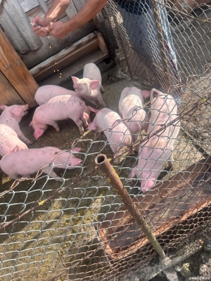 Purcei de vânzare  - imagine 5