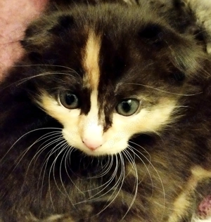 Fetita Scottish Fold Tortoiseshell incredibila, isi cauta Om pe masura - imagine 3