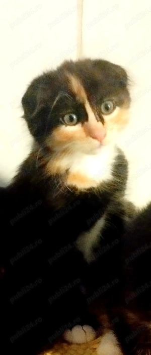 Fetita Scottish Fold Tortoiseshell incredibila, isi cauta Om pe masura - imagine 5