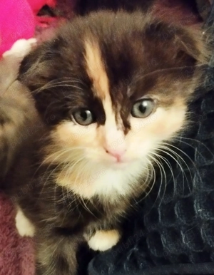 Fetita Scottish Fold Tortoiseshell incredibila, isi cauta Om pe masura - imagine 2