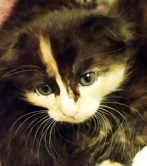 Fetita Scottish Fold Tortoiseshell incredibila, isi cauta Om pe masura