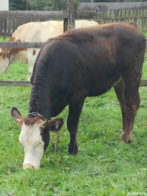 Junca gestanta  - imagine 2