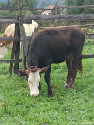 Junca gestanta  - imagine 4