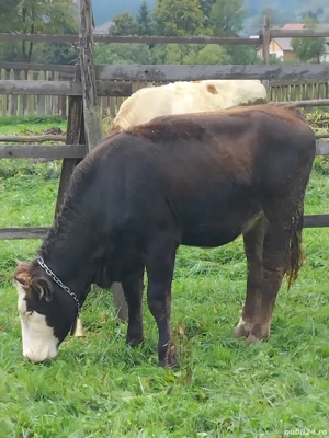 Junca gestanta  - imagine 3