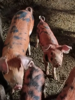 Vand soldani 16 saptamani - imagine 2 Vand soldani 16 saptamani - imagine 2