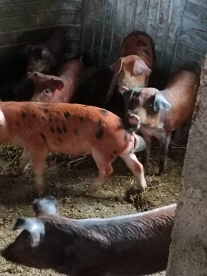 Vand soldani 16 saptamani