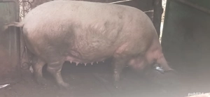 Scroafă de vinzare  - imagine 2