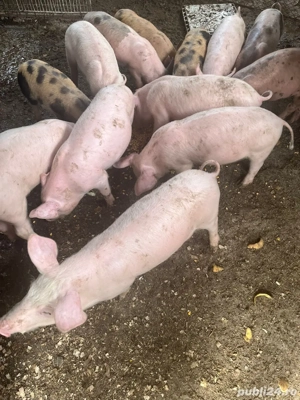 Vând purcei de 8 săptămâni