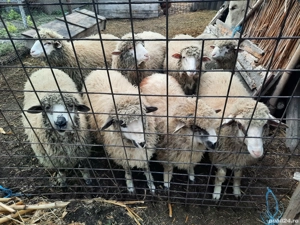 Vând cinci mioare - imagine 2 Vând cinci mioare - imagine 2