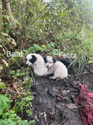 Adoptii catei Dej - imagine 5