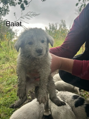 Adoptii catei Dej - imagine 4