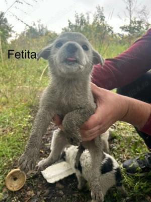 Adoptii catei Dej - imagine 2