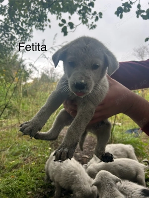 Adoptii catei Dej - imagine 3