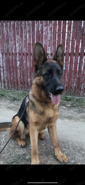 Vand pui ciobănesc German !! - imagine 2 Vand pui ciobănesc German !! - imagine 2