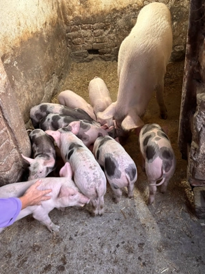 purcei de vanzare  - imagine 2