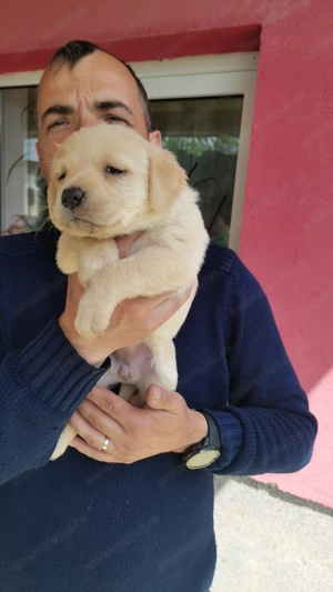 Pui Labrador retriver  - imagine 3