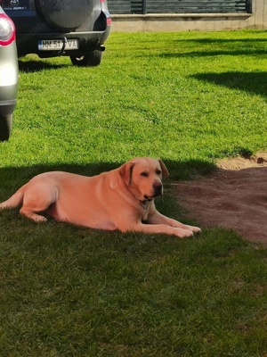 Pui Labrador retriver  - imagine 2