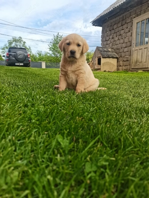 Pui Labrador retriver