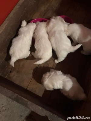 cățeluși bichon maltez de vânzare