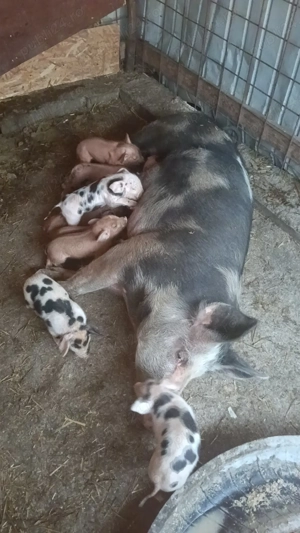 Vând scrafa cu purcei