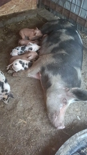 Vând scrafa cu purcei - imagine 2