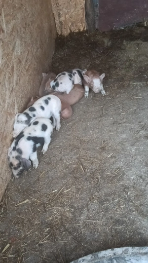 Vând scrafa cu purcei - imagine 4