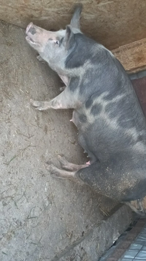 Vând scrafa cu purcei - imagine 3